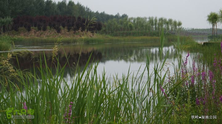 铁岭湿地公园DSC00146