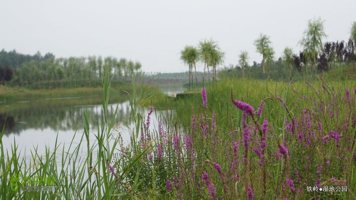 铁岭湿地公园DSC00147