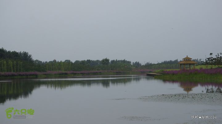 铁岭湿地公园DSC00200