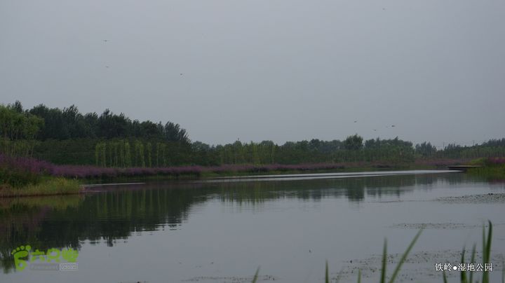 铁岭湿地公园DSC00204