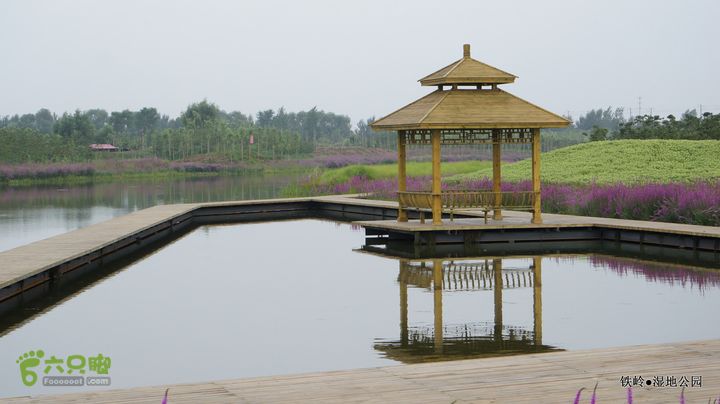 铁岭湿地公园DSC00208