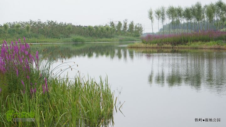 铁岭湿地公园DSC00213