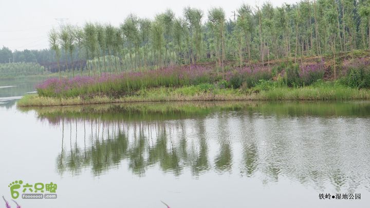 铁岭湿地公园DSC00214