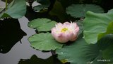 DSC00004