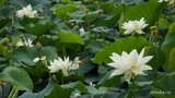 DSC00005