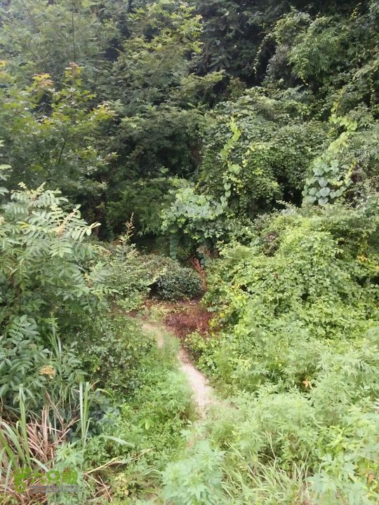 黄山168全线九龙池进口