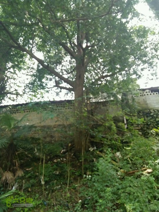 黄山168全线东沅村红豆彡