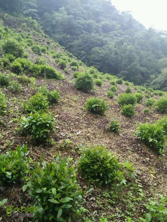 黄山168全线黄庄茶园
