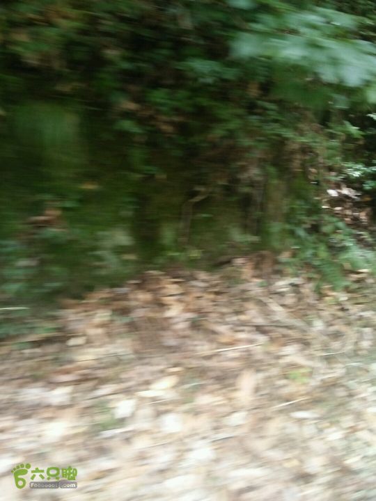 黄山168全线大坦乡燕窝村