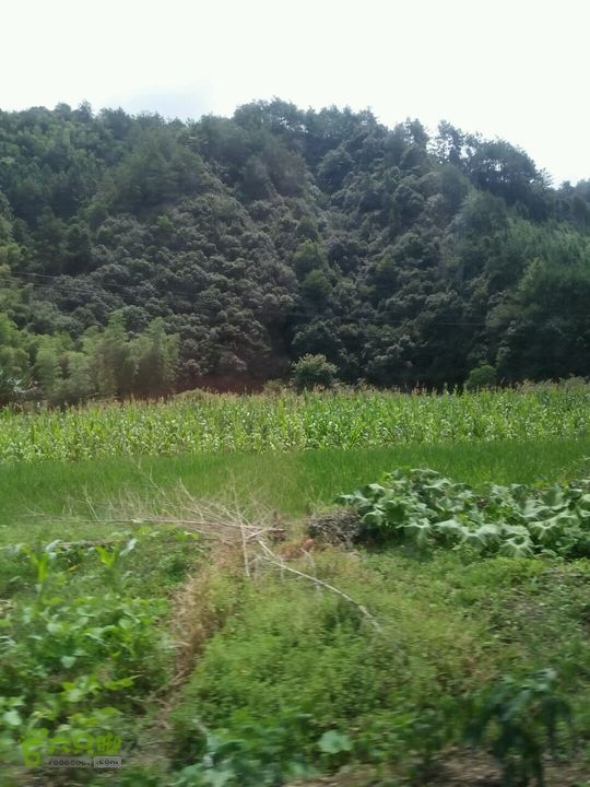 黄山168全线新溪村