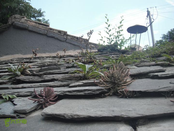 军响-杨家村折返DSCF4983