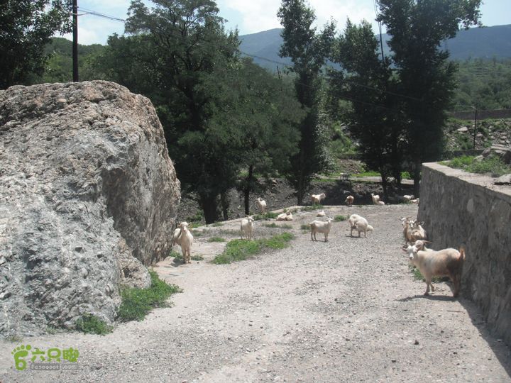 军响-杨家村折返DSCF4989