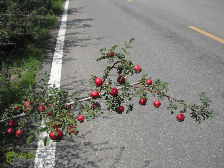 军响-杨家村折返DSCF4997