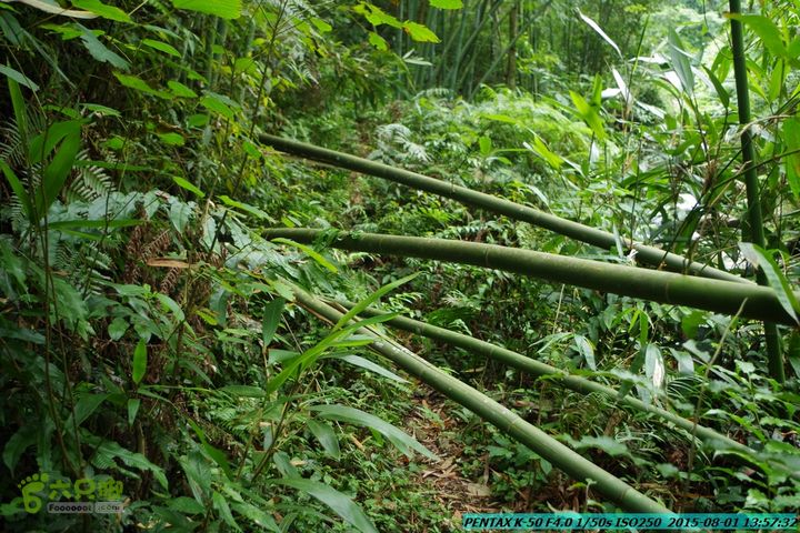 20150801-宛田乡楠木峡谷-观音田IMGP8774