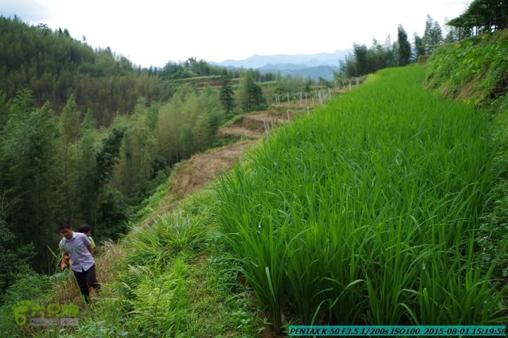 20150801-宛田乡楠木峡谷-观音田IMGP8836