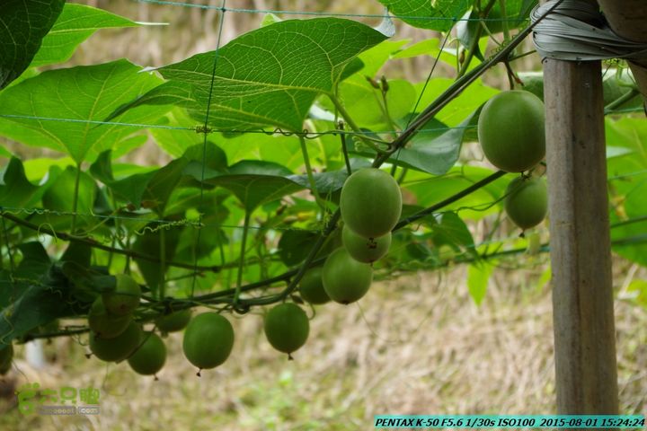 20150801-宛田乡楠木峡谷-观音田IMGP8845