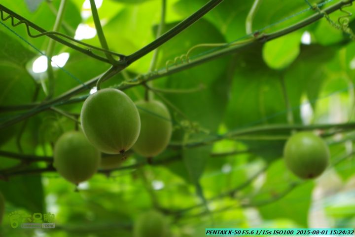 20150801-宛田乡楠木峡谷-观音田IMGP8846