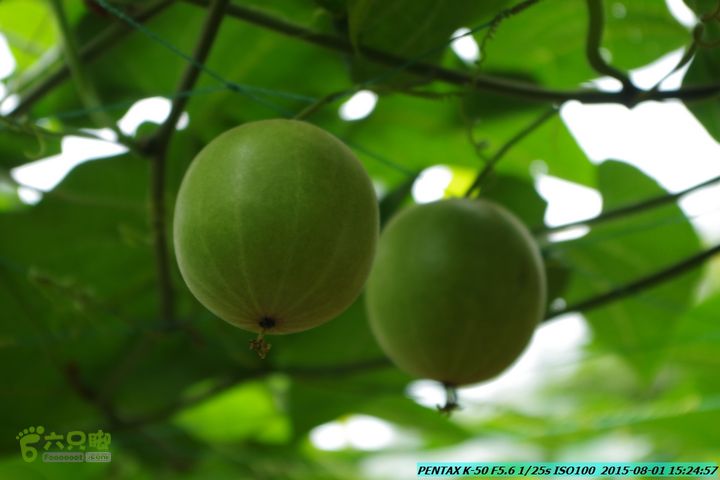 20150801-宛田乡楠木峡谷-观音田IMGP8847