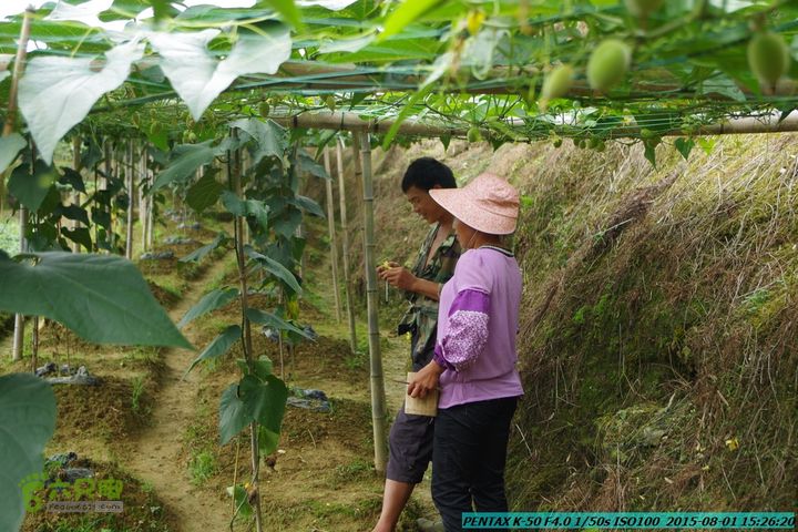 20150801-宛田乡楠木峡谷-观音田IMGP8850