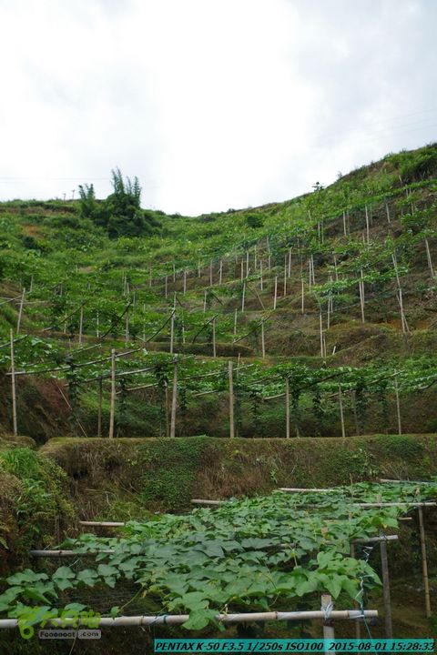 20150801-宛田乡楠木峡谷-观音田IMGP8854