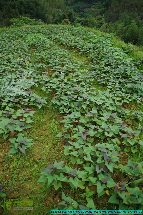 20150801-宛田乡楠木峡谷-观音田IMGP8860