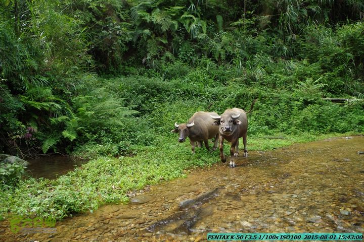 20150801-宛田乡楠木峡谷-观音田IMGP8878