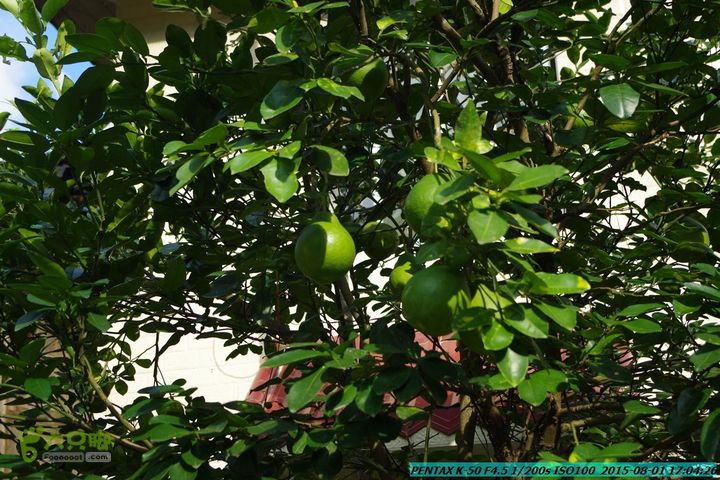 20150801-宛田乡楠木峡谷-观音田IMGP8903