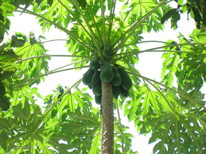 2015-7-25-3中餐处-树发它水果园IMG_0455