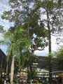 IMG_0438.r