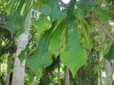 IMG_0452