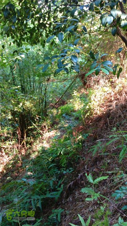 岭山古道IMAG4325