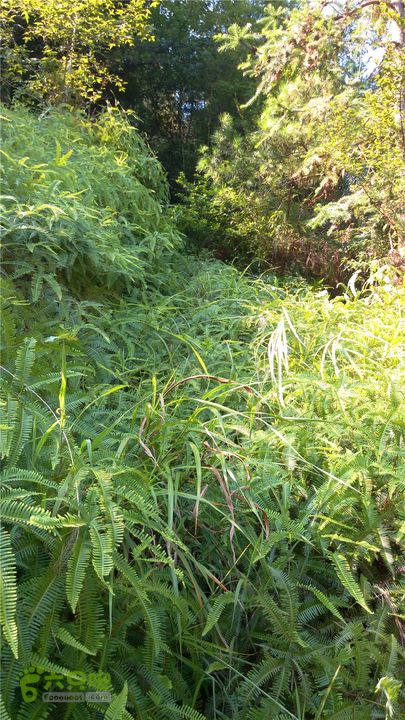 岭山古道IMAG4327