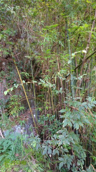 岭山古道IMAG4328