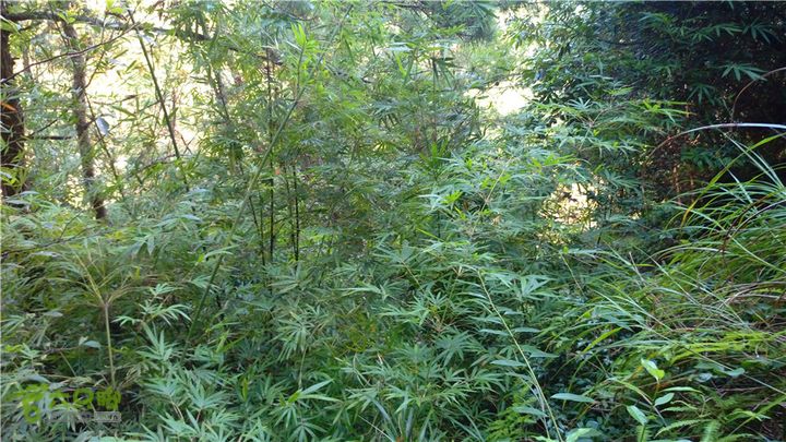 岭山古道IMAG4329