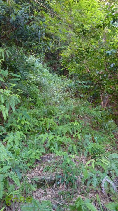 岭山古道IMAG4340