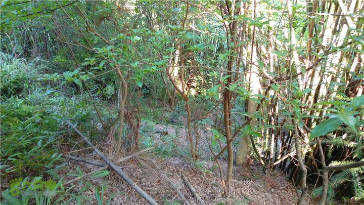 岭山古道IMAG4342