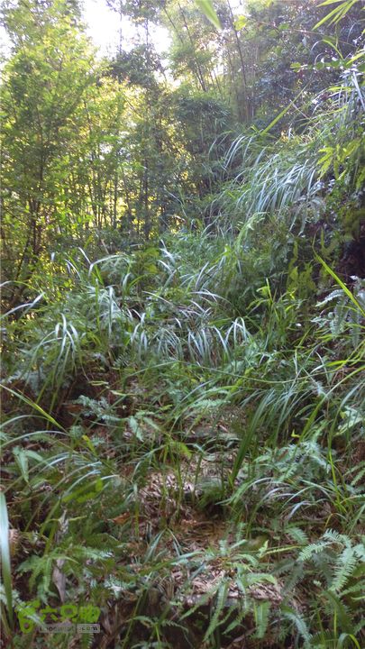 岭山古道IMAG4343