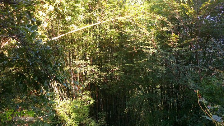 岭山古道IMAG4344