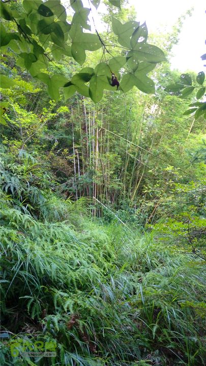 岭山古道IMAG4346