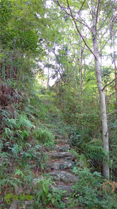 岭山古道IMAG4347