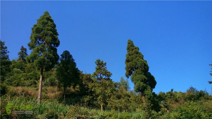 岭山古道IMAG4354