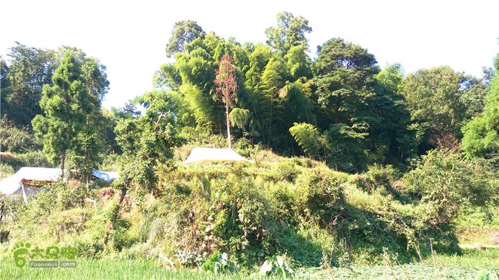 岭山古道IMAG4358