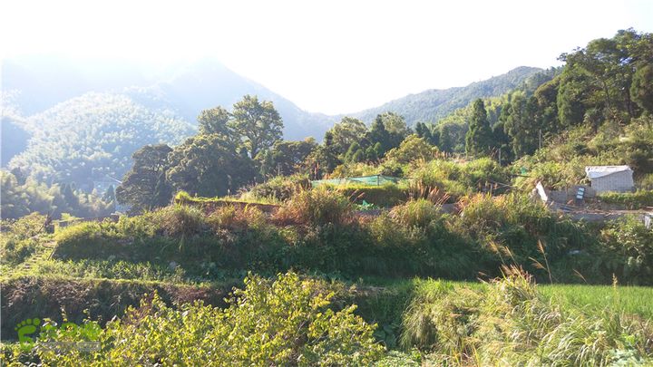 岭山古道IMAG4360