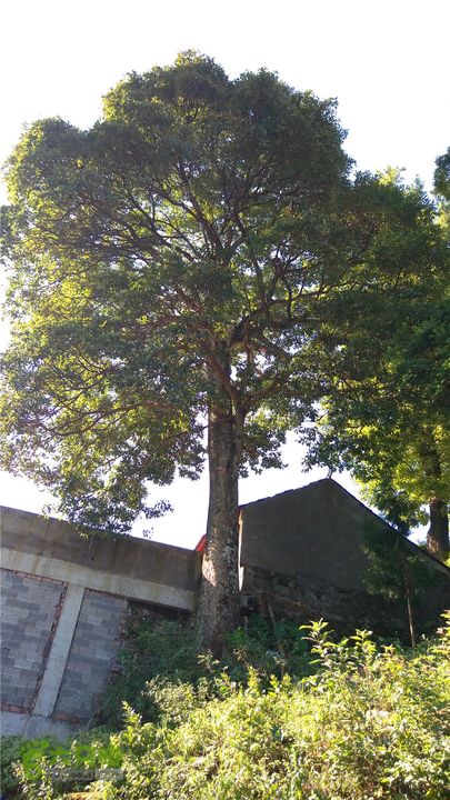 岭山古道IMAG4364