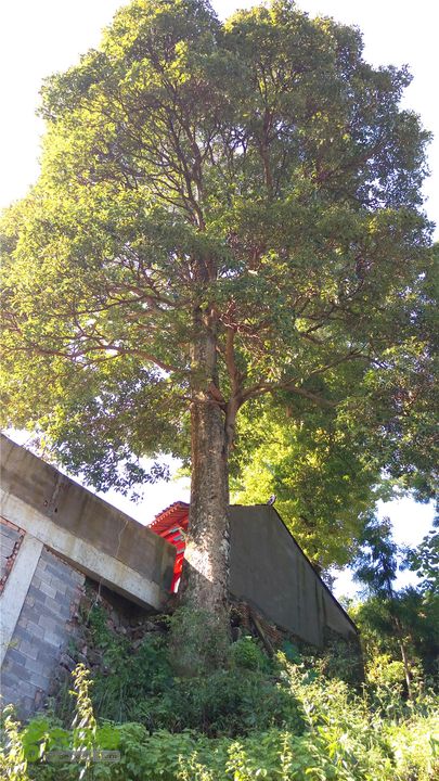 岭山古道IMAG4365