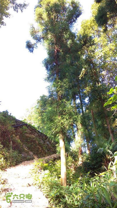 岭山古道IMAG4366