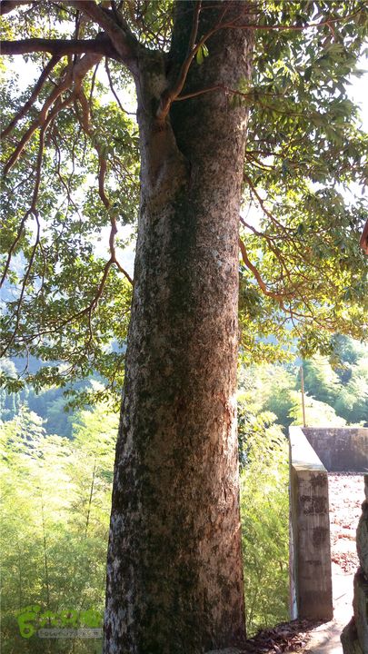 岭山古道IMAG4367