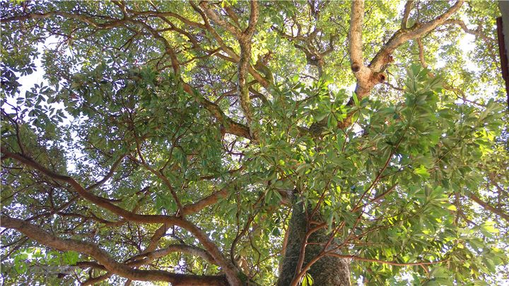 岭山古道IMAG4368