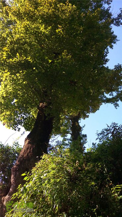 岭山古道IMAG4373