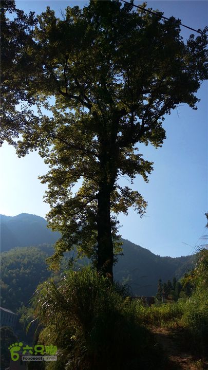 岭山古道IMAG4376